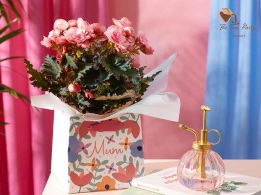 Pink Joy Begonia Plant in Mum Gift Bag